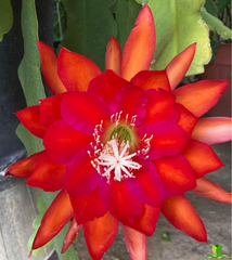 Step Vons Clau Epiphyllum