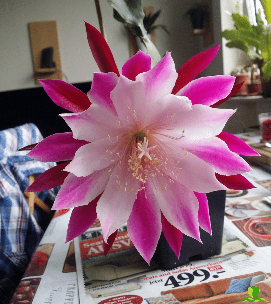 Bumpkin epiphyllum