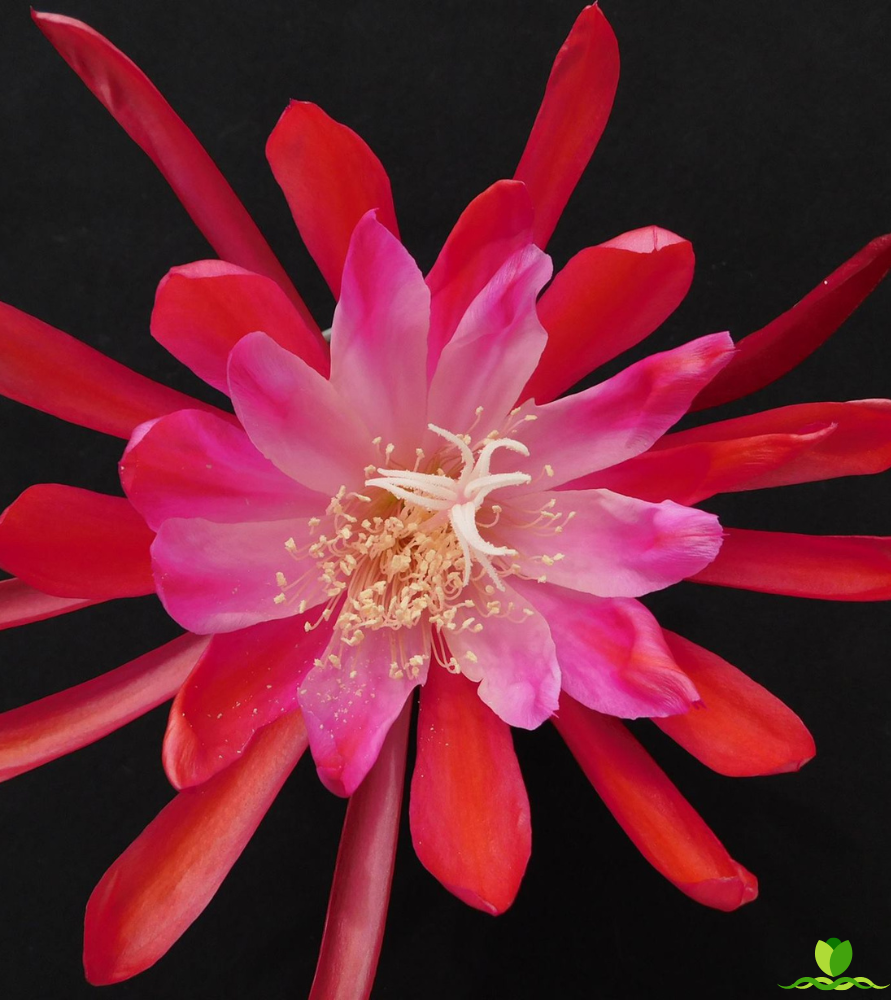 Flora Dora Epiphyllum