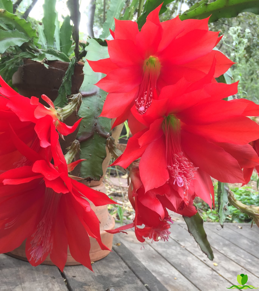 Big Red Epiphyllum