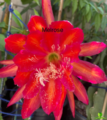 Melrose Epiphyllum
