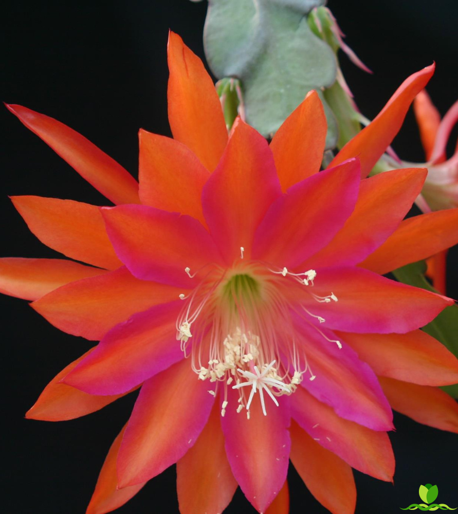 Step Vons Clau Epiphyllum