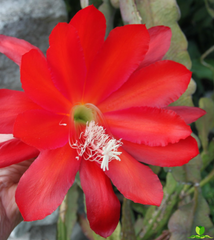 Faming Tourh Epiphyllum