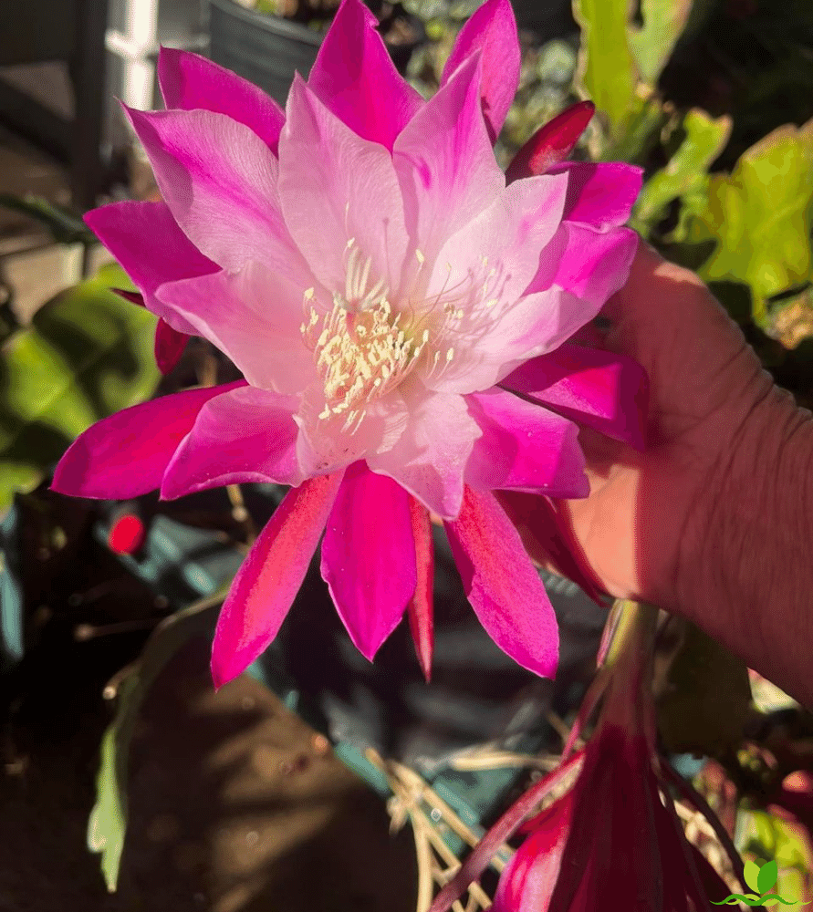 Bumpkin epiphyllum