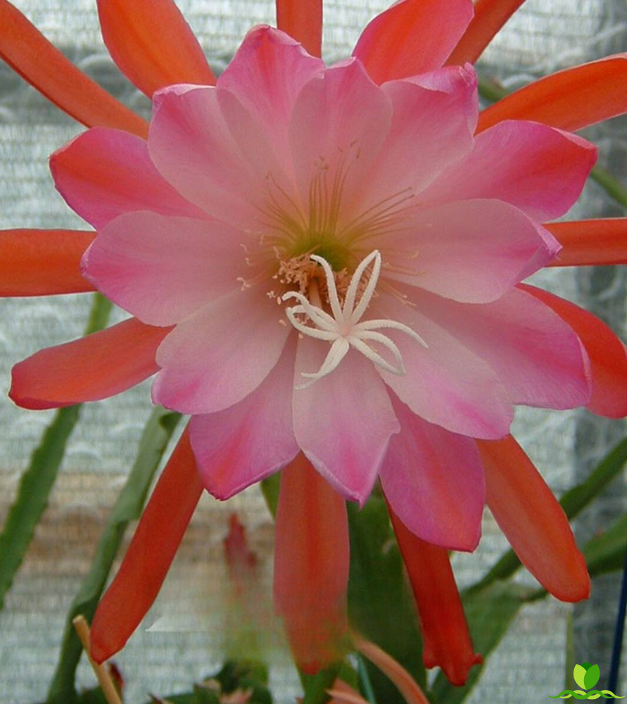 Flora Dora Epiphyllum