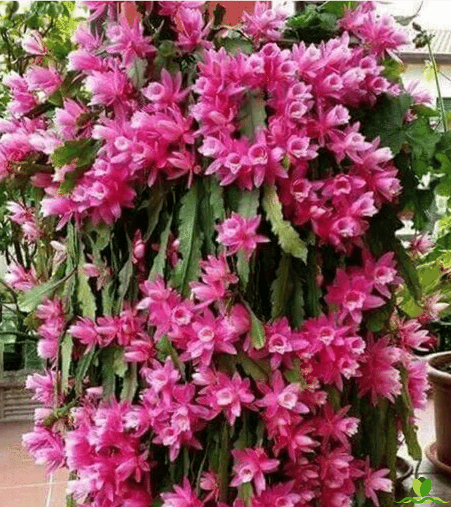 German Express  Pink Epiphyllum