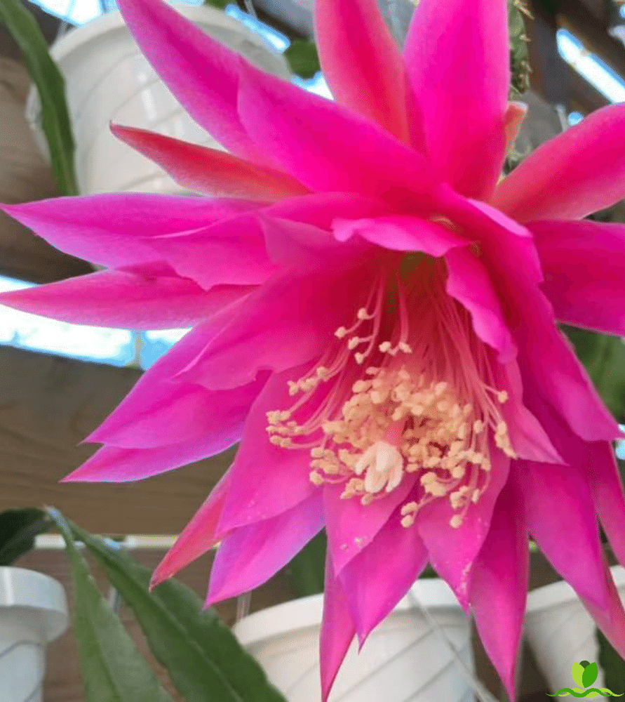 Flamingo Epiphyllum