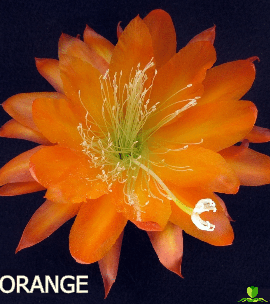 Orange Boul    Epiphyllum
