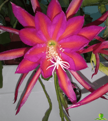 Raspberry Ribbon Epiphyllum