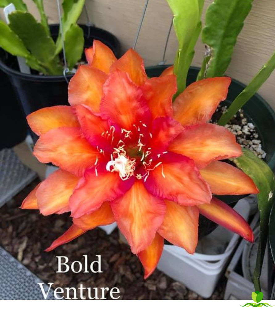 Bold Venture Epiphyllum