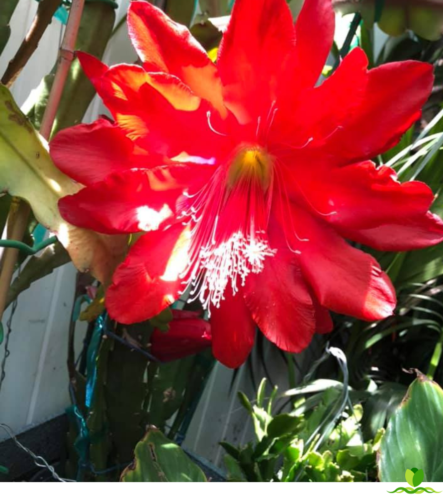 Faming Tourh Epiphyllum