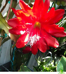 Faming Tourh Epiphyllum