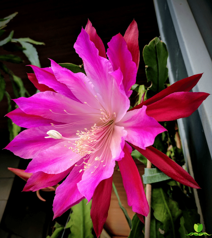 Bumpkin epiphyllum