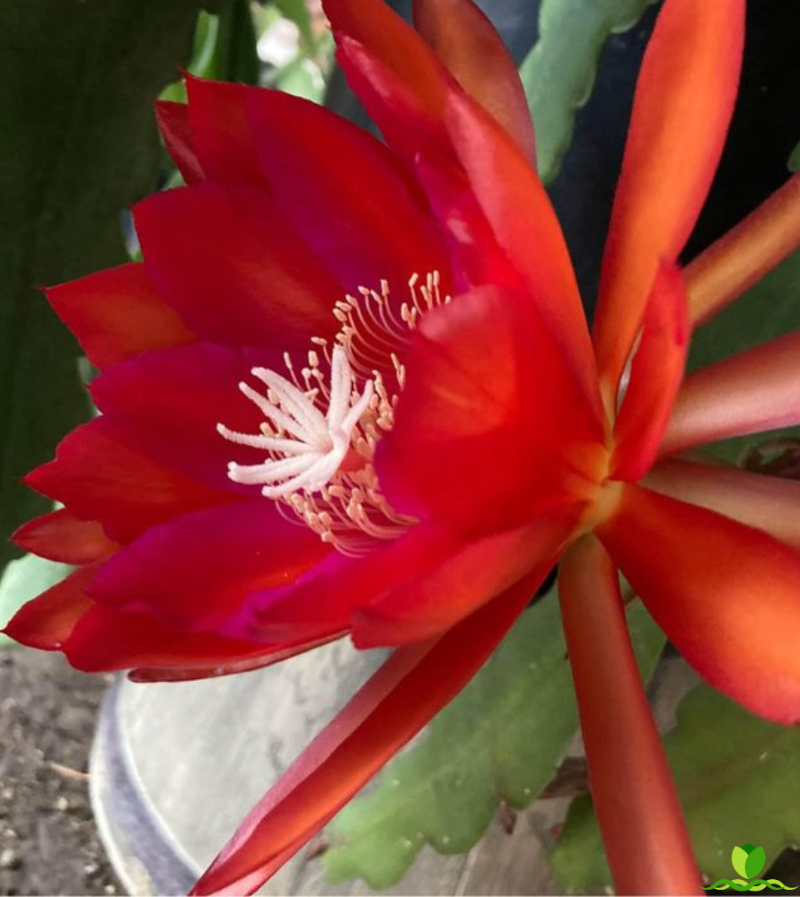 Step Vons Clau Epiphyllum