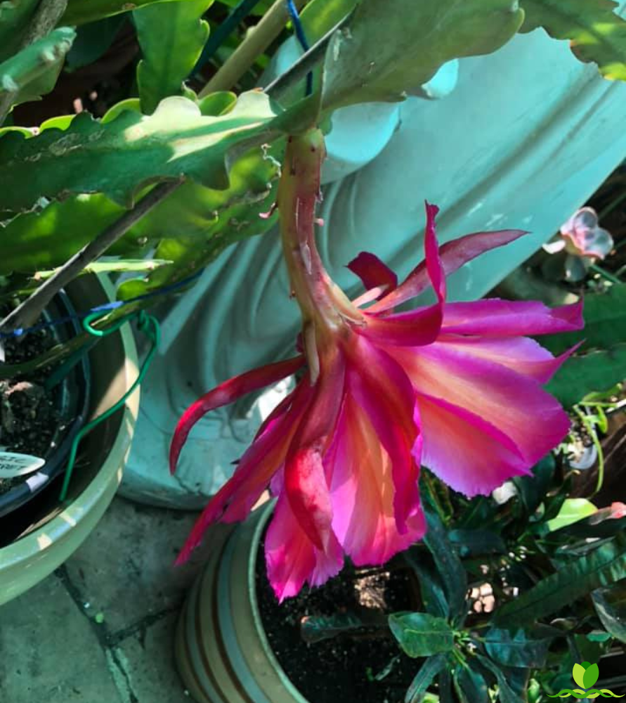 Magic Carpet Epiphyllum