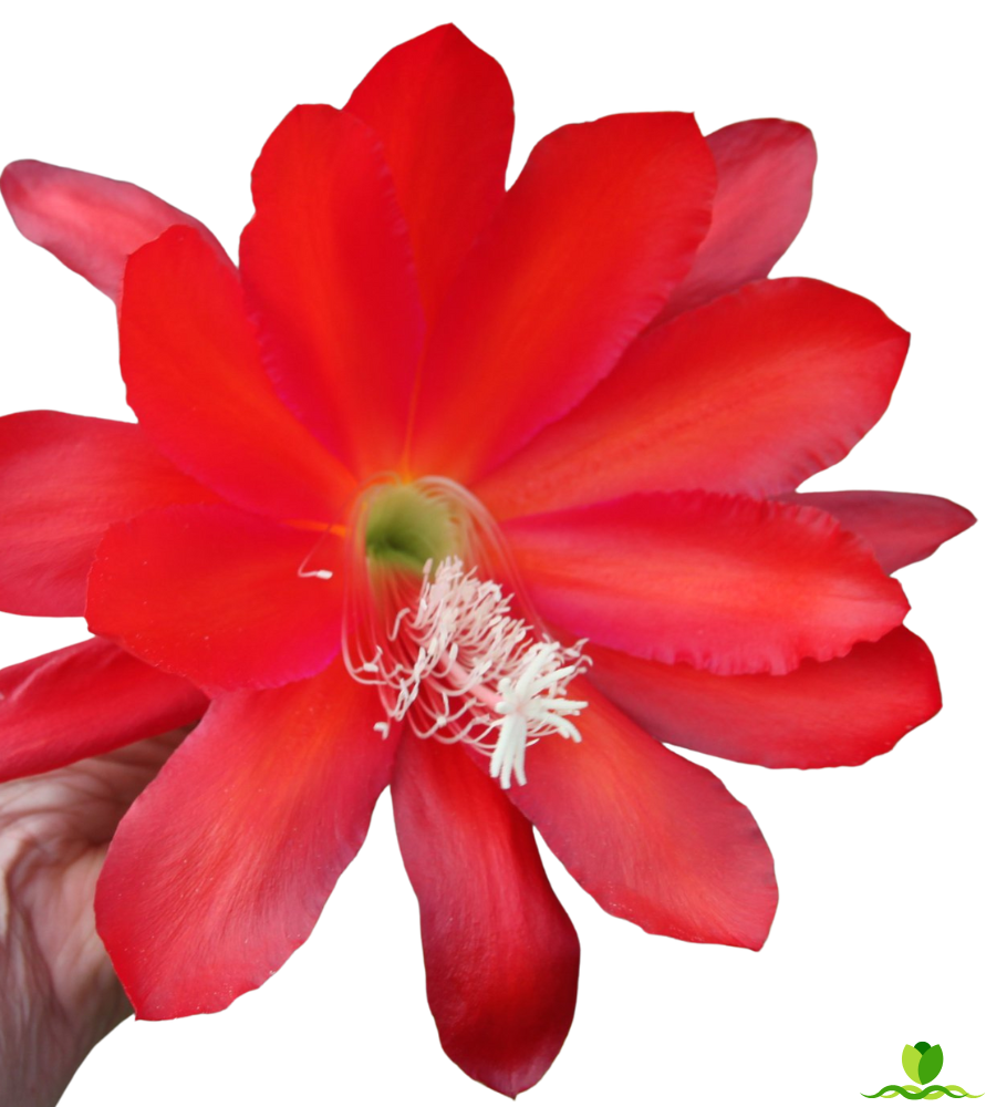 Faming Tourh Epiphyllum