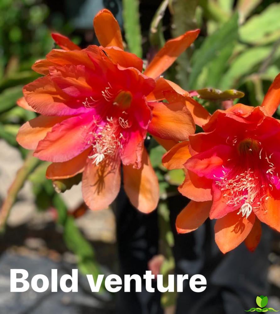 Bold Venture Epiphyllum