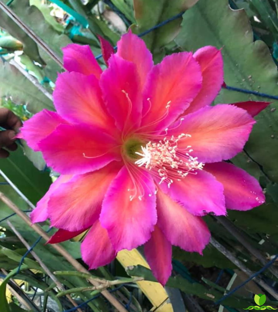 Magic Carpet Epiphyllum