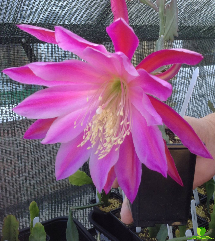 Magic Carpet Epiphyllum